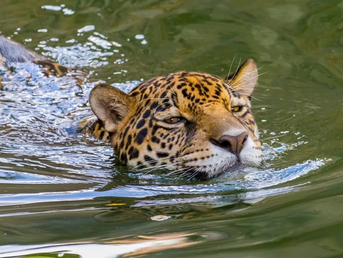 Jaguar