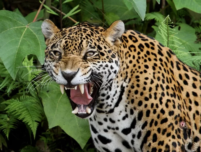 Jaguar