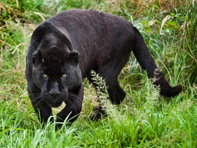 Jaguar
