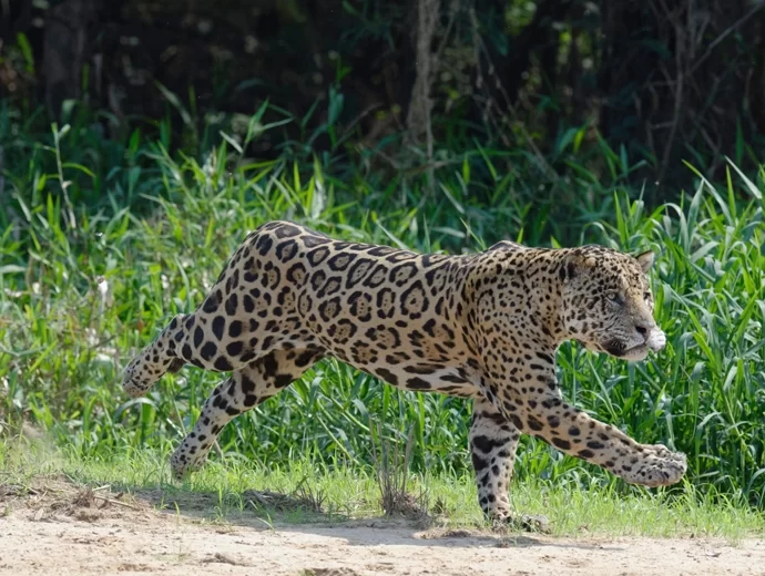 Jaguar