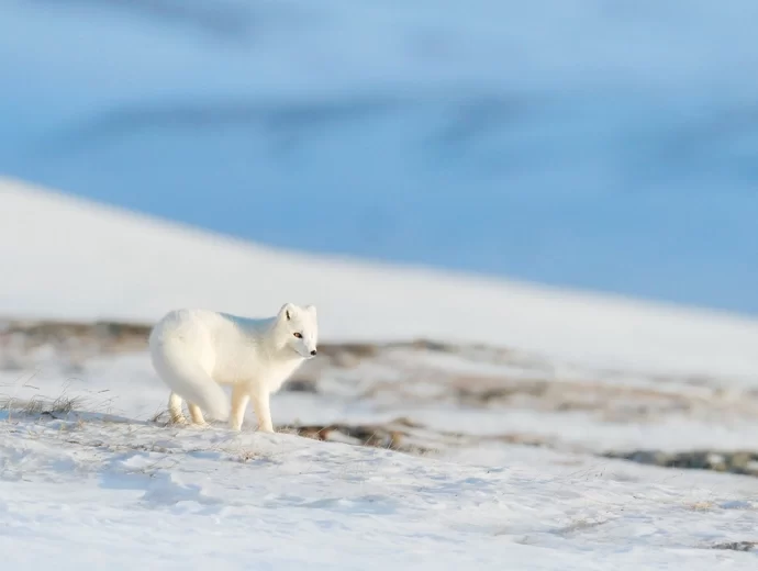 Poolvos