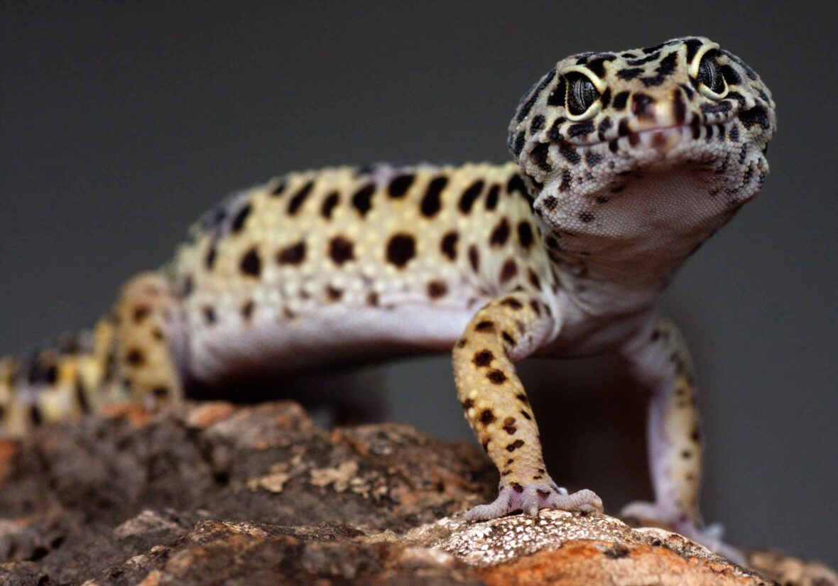 luipaardgekko