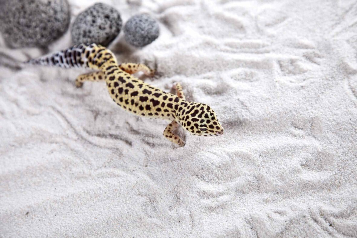 luipaardgekko