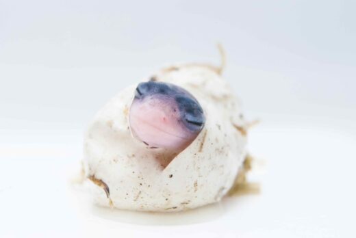 luipaardgekko
