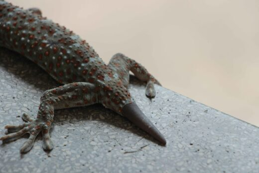 luipaardgekko