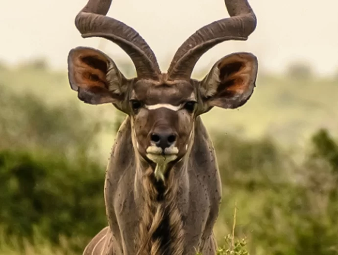 Grote Koedoe