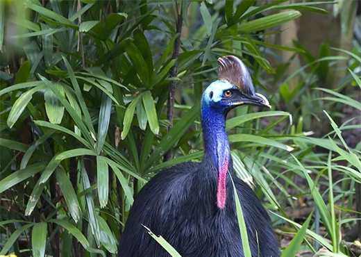 Helmkasauris
