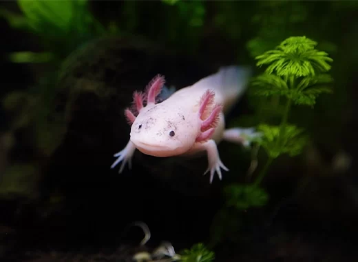 Axolotl Onder Water