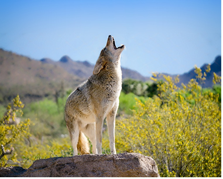 Coyote