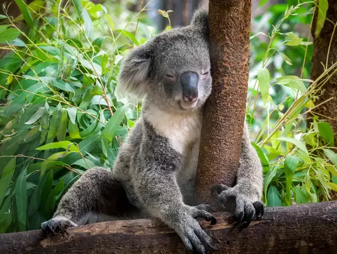 Koala