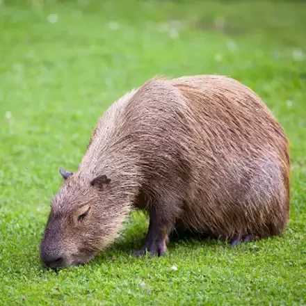 Capibara