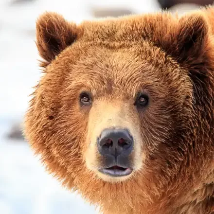 Grizzlybeer