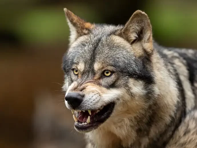 Wolf