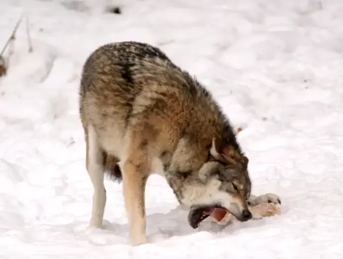 Wolf