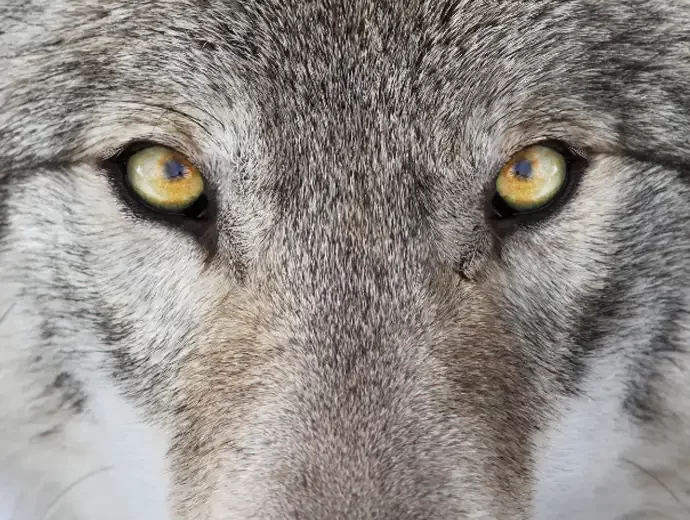 Wolf