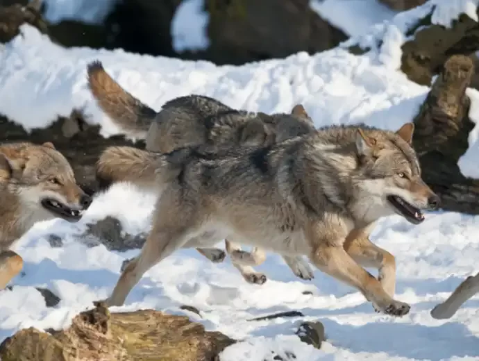 Wolf