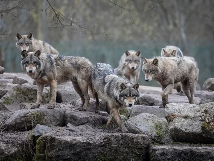 Wolf