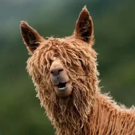 Alpaca