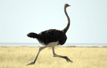 Struisvogel