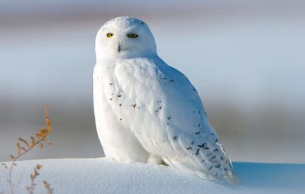 Sneeuwuil