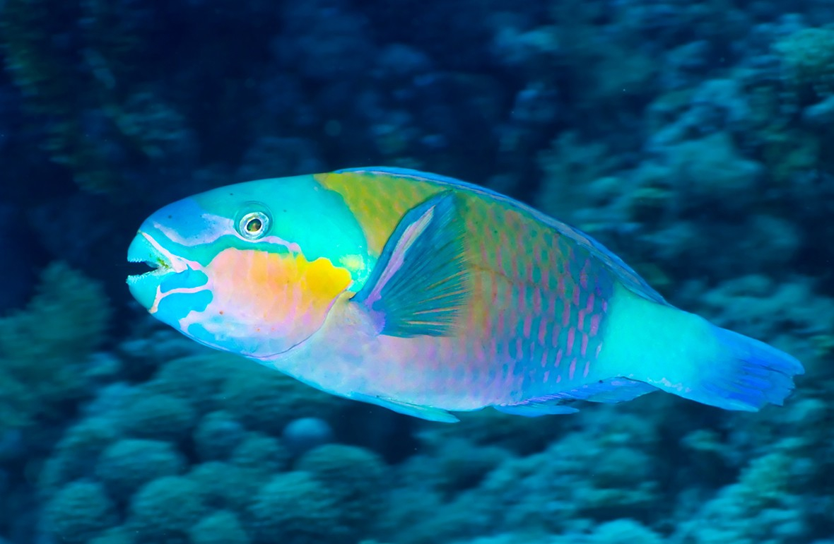 Papegaaivis